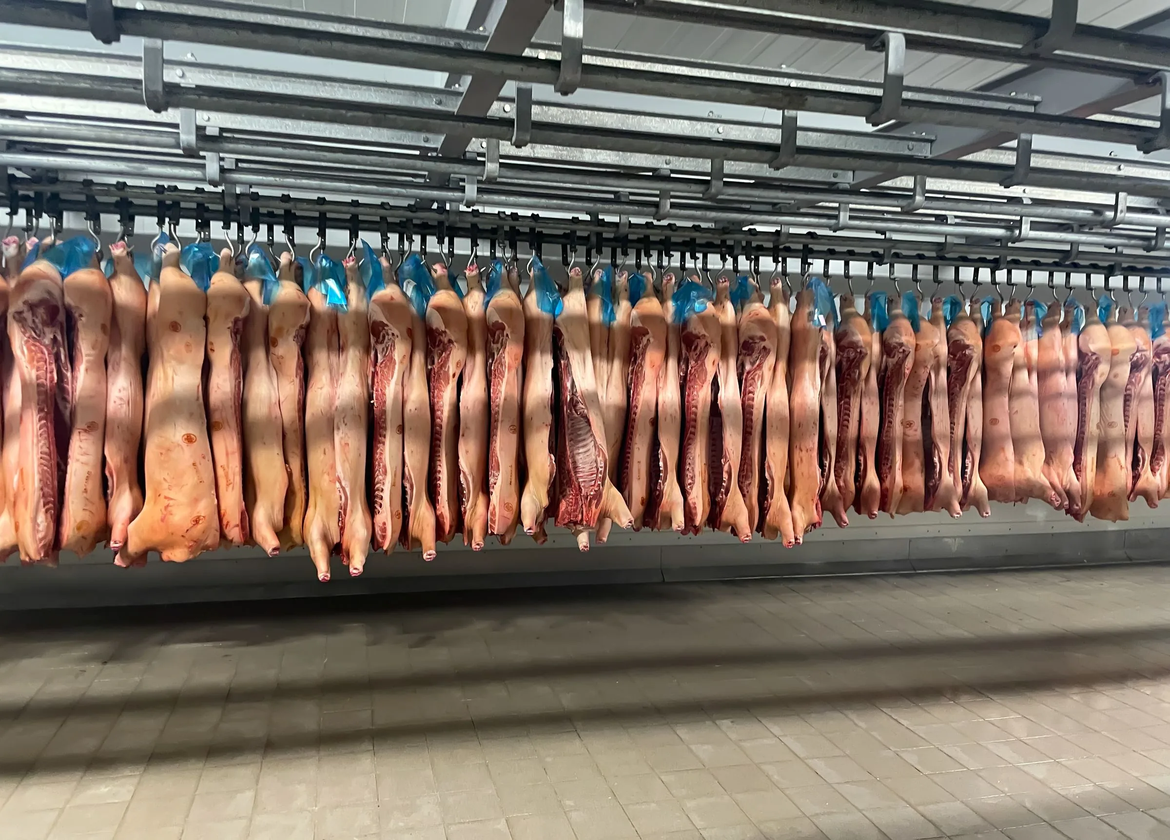 Meat carcasses hanging in an industrial cold room